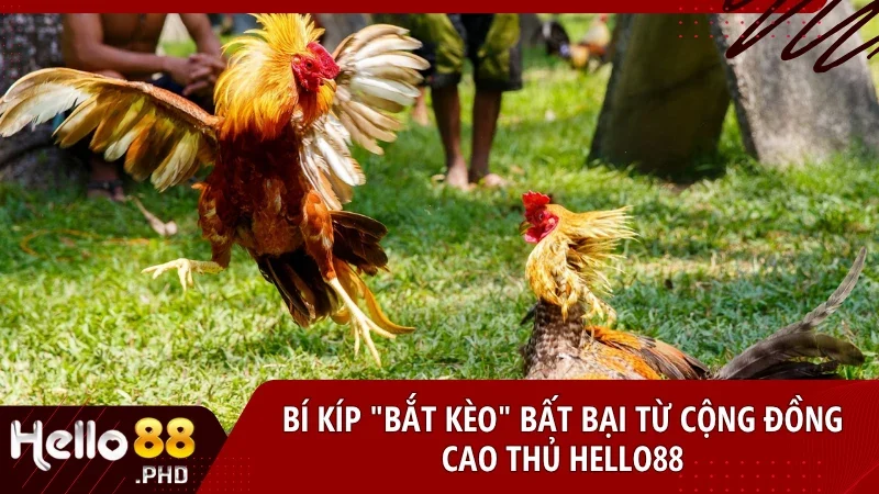 Áp dụng kinh nghiệm thực chiến từ cao thủ để tăng tỷ lệ thắng khi chơi đá gà trực tiếp