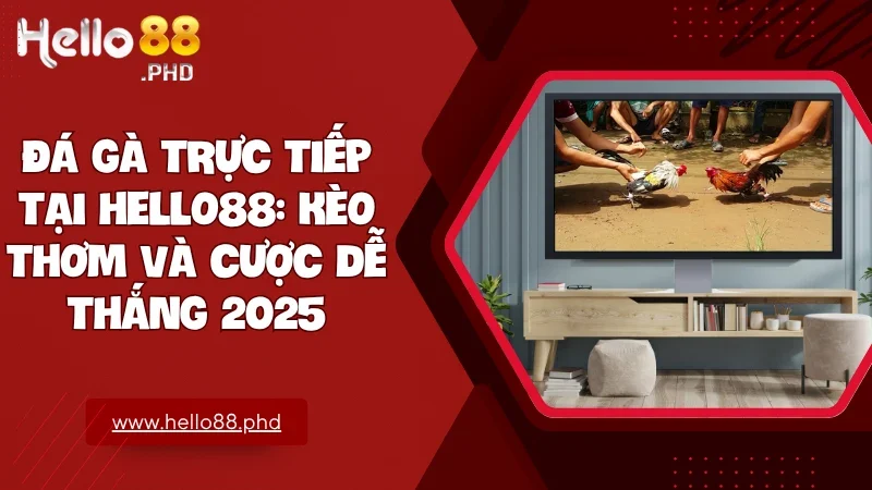 Đá gà trực tiếp tại Hello88 là điểm đến uy tín cho đam mê kê thủ với trải nghiệm chân thực và kèo cược siêu hấp dẫn