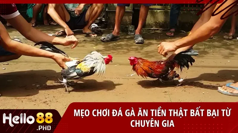 Tìm hiểu lịch sử thi đấu và tướng mạo chiến kê để đánh giá khả năng chiến thắng