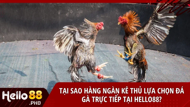 Hello88 chinh phục cộng đồng yêu đá gà bằng chất lượng vượt trội và dịch vụ minh bạch