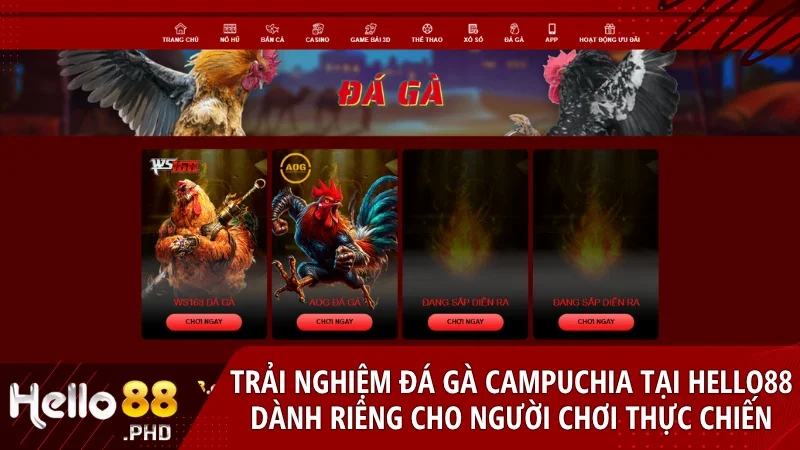 Trải nghiệm đá gà Campuchia đỉnh cao tại nhà cái Hello88 với hình ảnh sắc nét